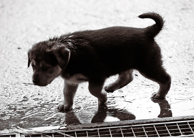 雨に濡れる子犬