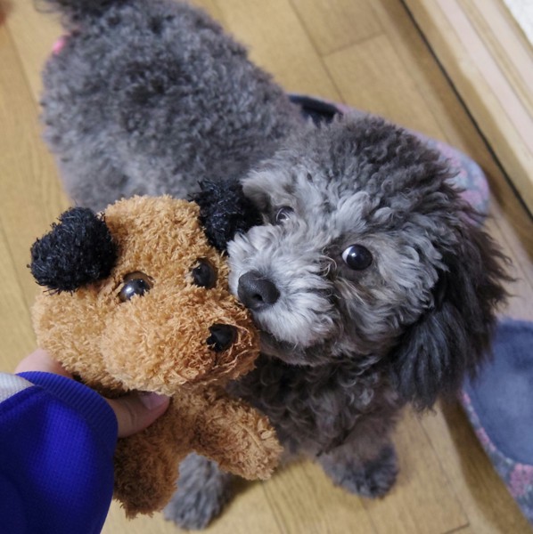 ぬいぐるみと犬