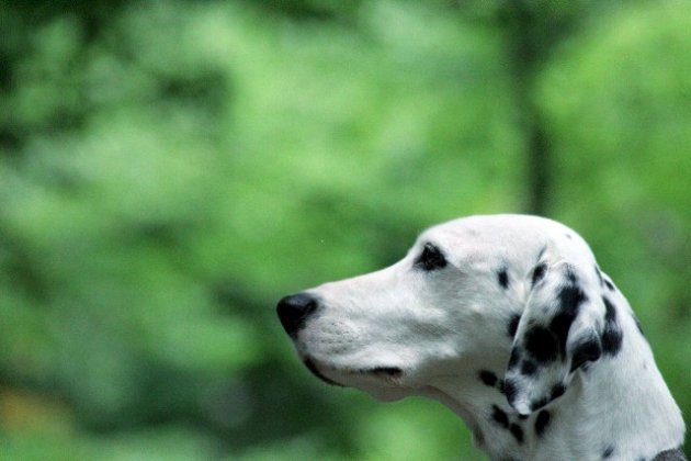 犬のこころ