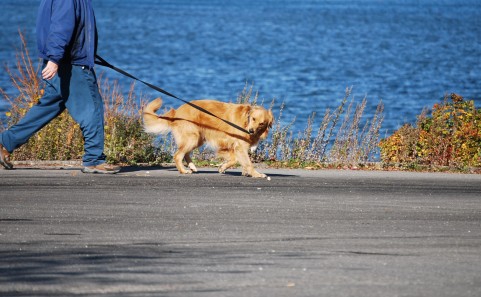 散歩する犬