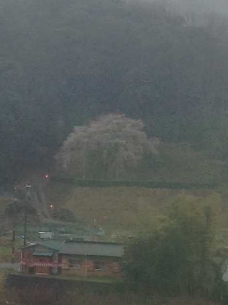 天然記念物のしだれ桜