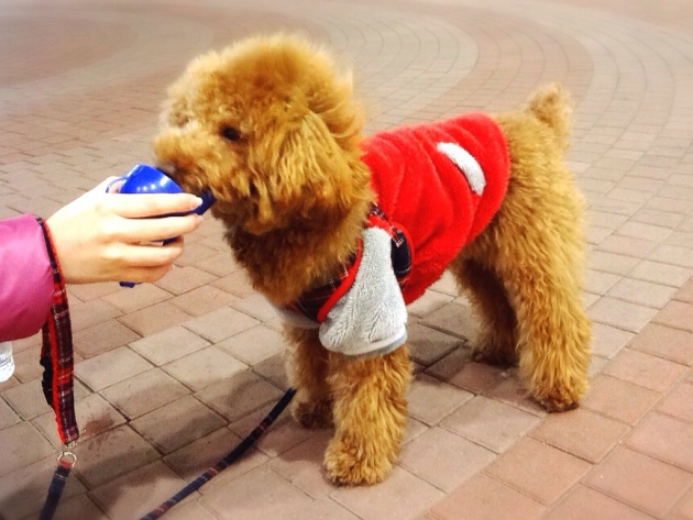 犬も外で水を飲みやすい