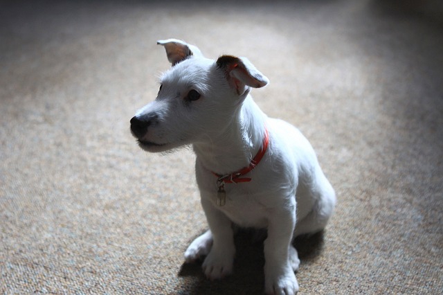 ジャックラッセルテリアの子犬