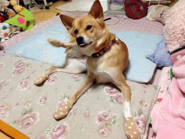 犬のサイズ