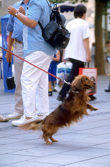 リードを引っ張る犬の写真