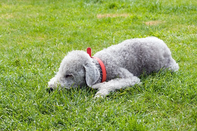 草むらで寝る犬