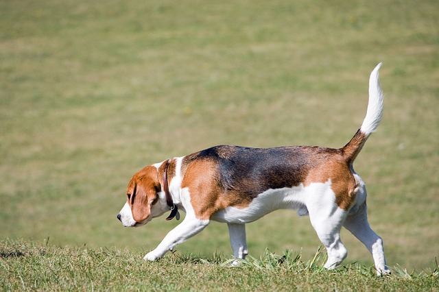 ビーグル犬の性格