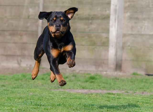 走る犬