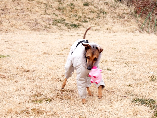 おもちゃを加える愛犬