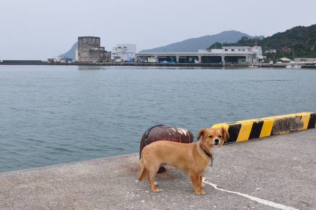 海辺のチワックス