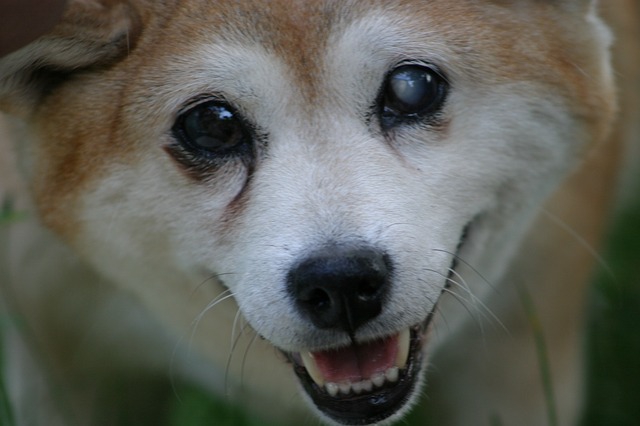 犬の目