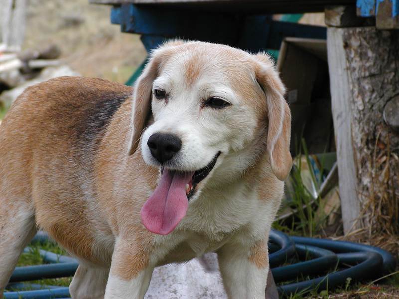 舌を出している犬