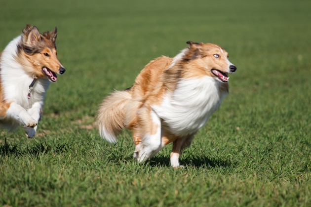 ドッグランで走る犬