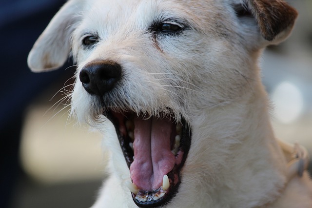 吠える犬