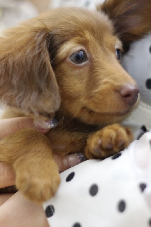 抱っこされているダックス仔犬