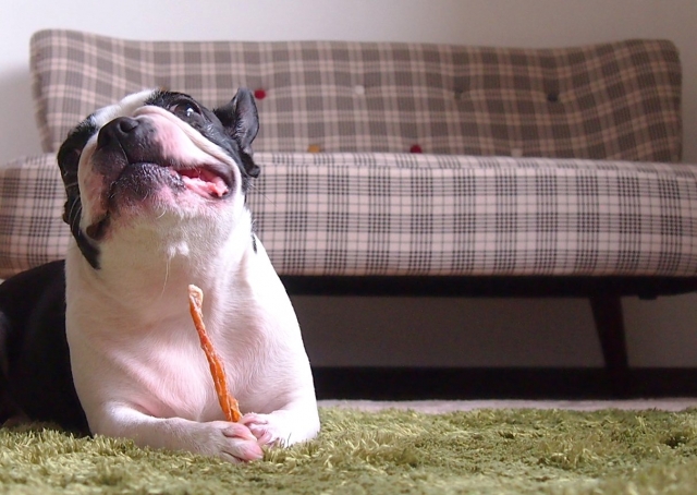 犬とチョコレートについて