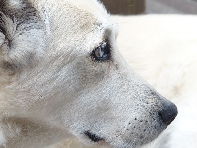 犬の脳腫瘍の症状とは