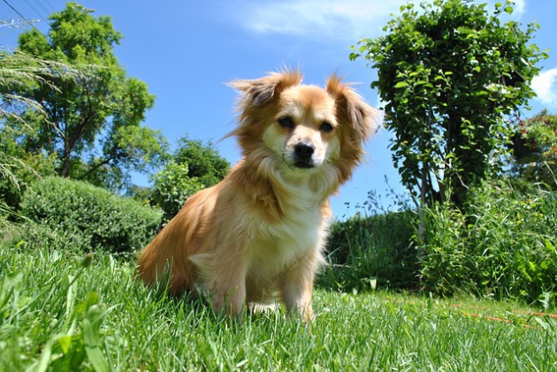 犬と公園