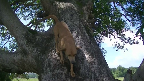 木から下りてくる犬