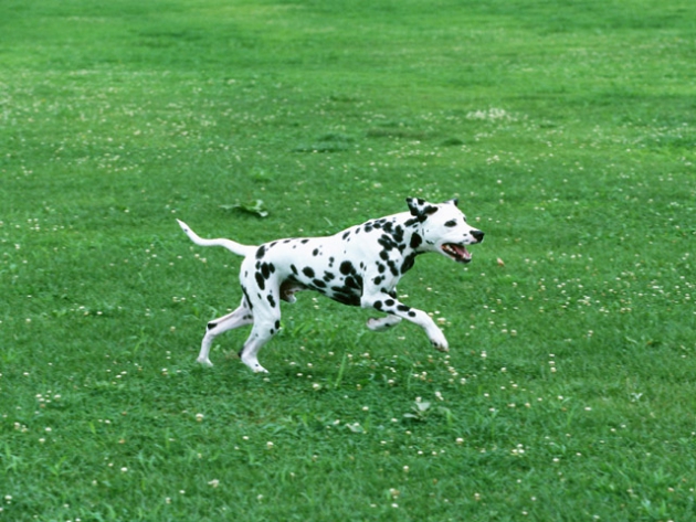 走る犬