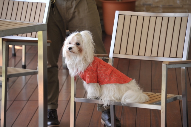 カフェの椅子に座る犬