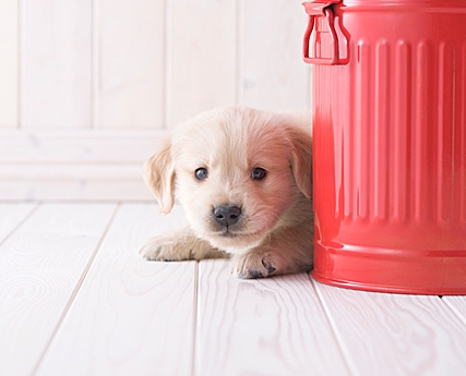 隠れる子犬