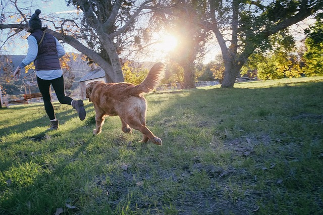 犬と走る人