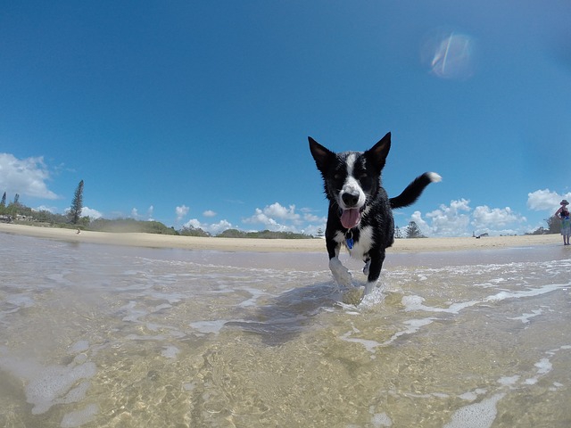 海を走る犬