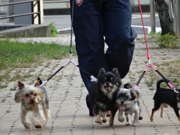 散歩する犬