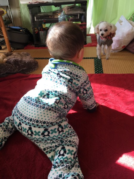 あかちゃんと愛犬