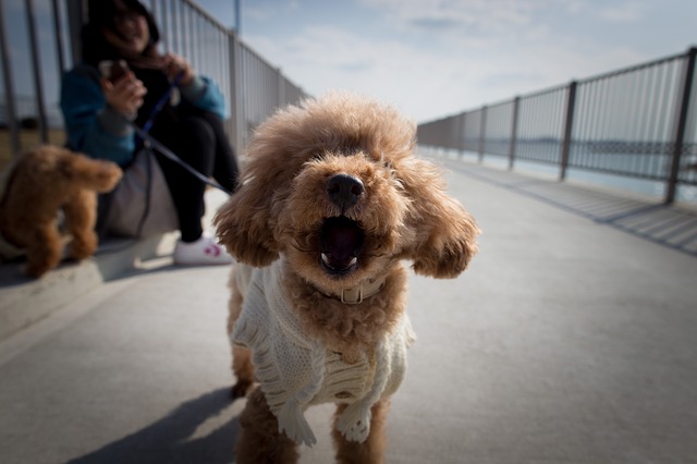 賢い犬の代表トイプードル