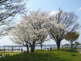 お花見