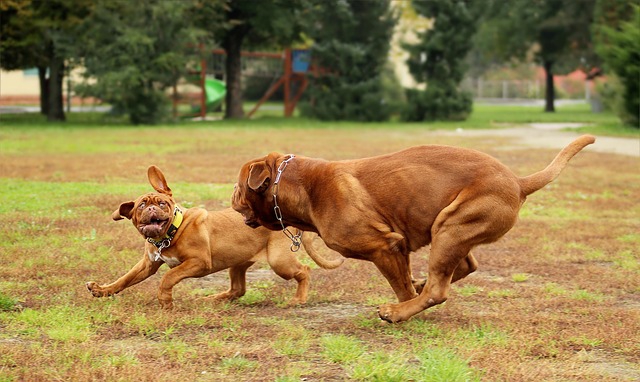 攻撃性のある犬