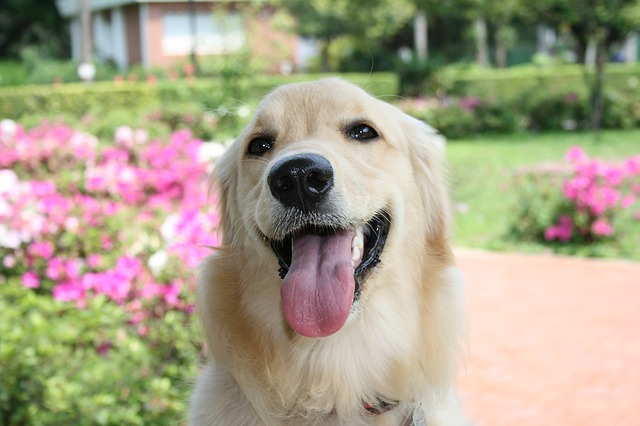 ご機嫌な犬