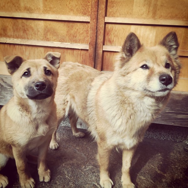 2匹で見上げる犬達