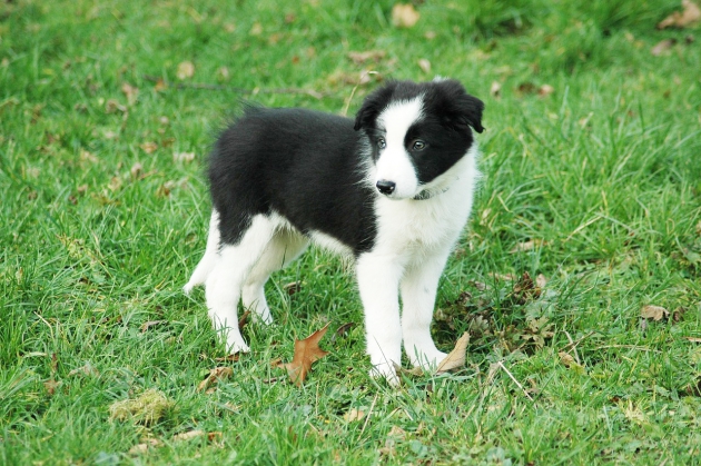 ボーダーコリーの子犬