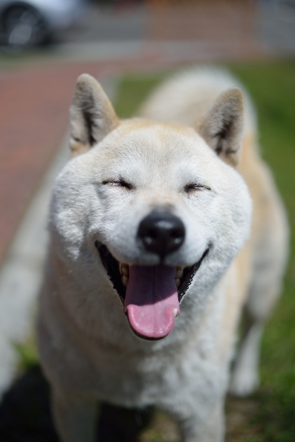 飼い主さん、守ってね…！