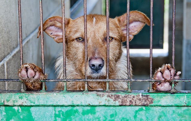 檻の中の犬