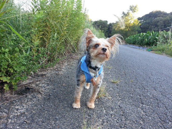 道端の草を見上げる犬