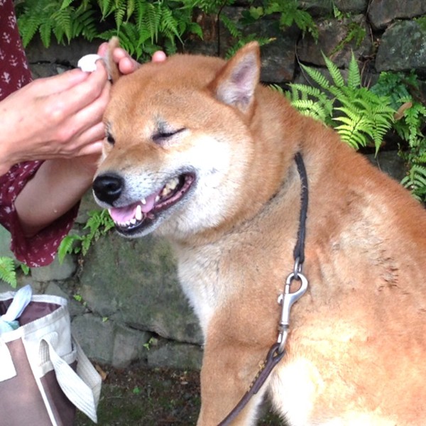 柴犬　耳掃除中