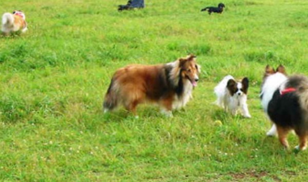 ノーリードで遊んでる犬たちの画像