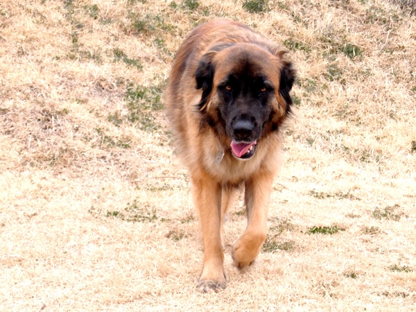 わが家の愛犬