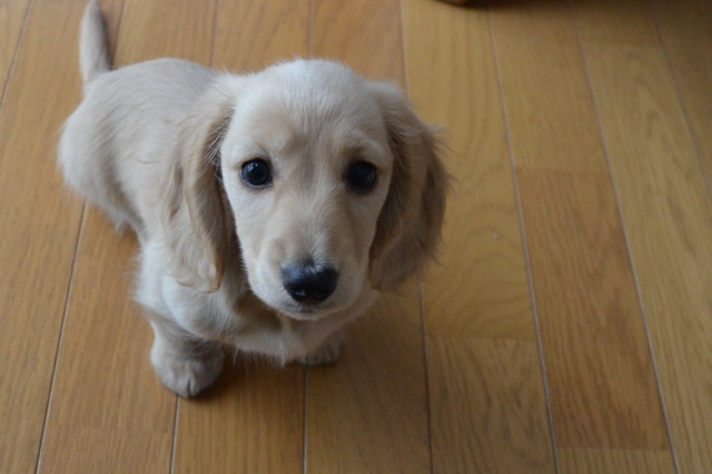 ダックスの子犬