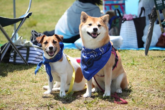 柴犬とジャックラッセルの写真