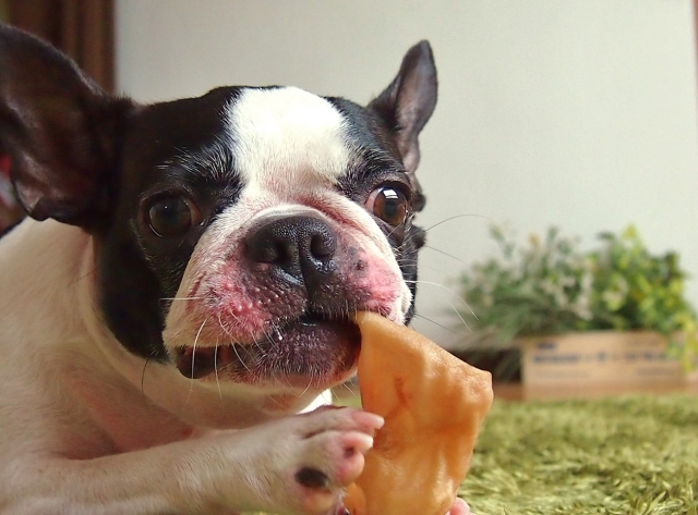 お菓子を食べる犬