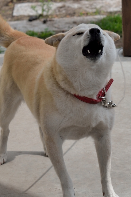 犬が吠えている様子