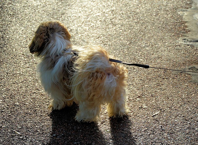 散歩中の犬