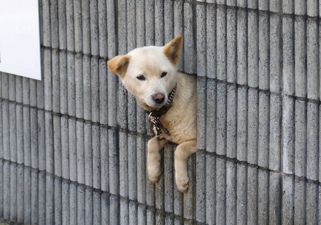 太って抜けられない犬