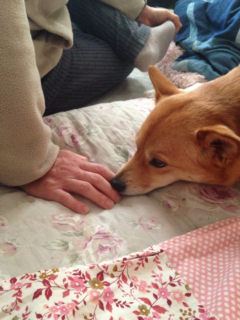 犬のサイン