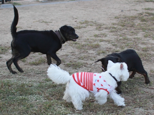 遊ぶ子犬達